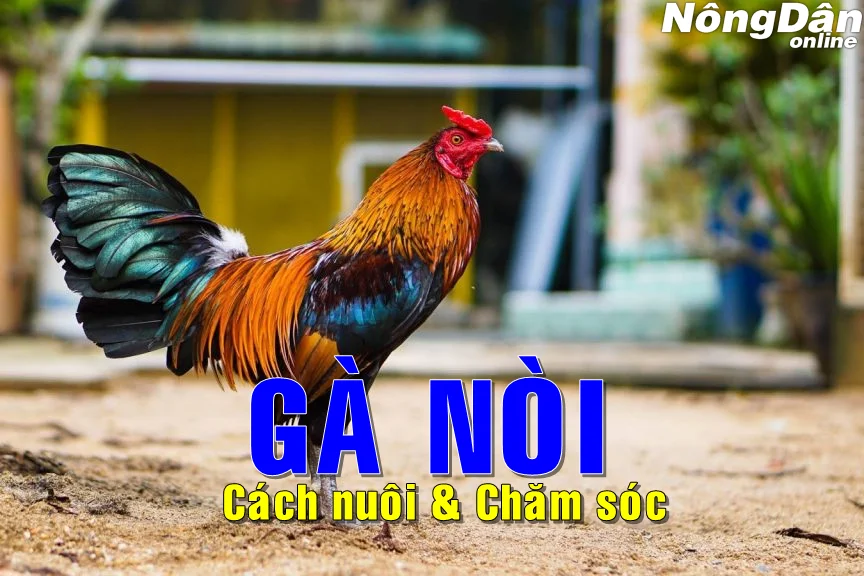 Trại gà vảy rồng độc đáo ở Sài Gòn  Vĩnh Long Online